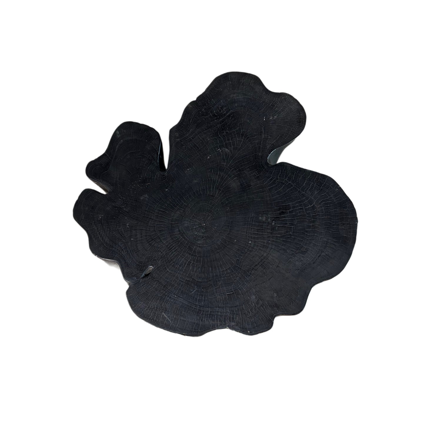 EBONIZED OLD GROWTH ACACIA ORGANIC STUMP