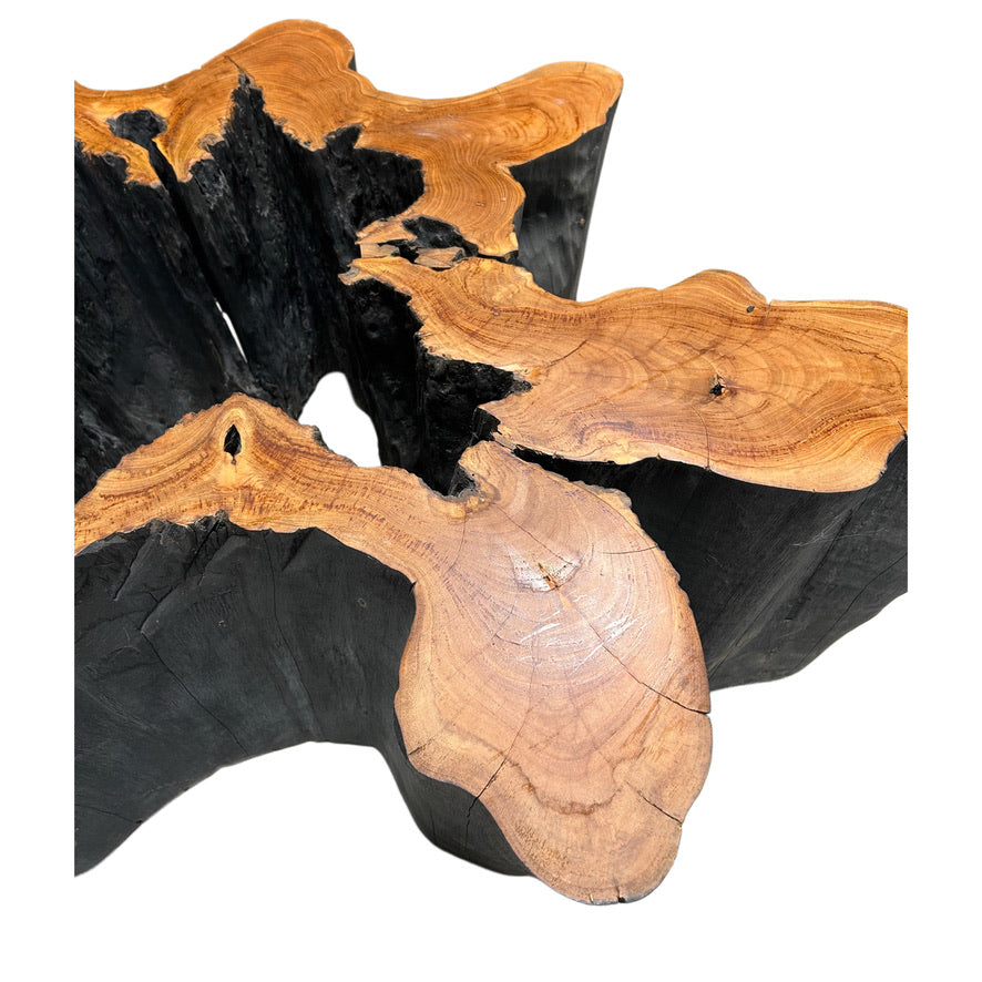 HOLLOW OLD GROWTH TEAK STUMP COFFEE TABLE