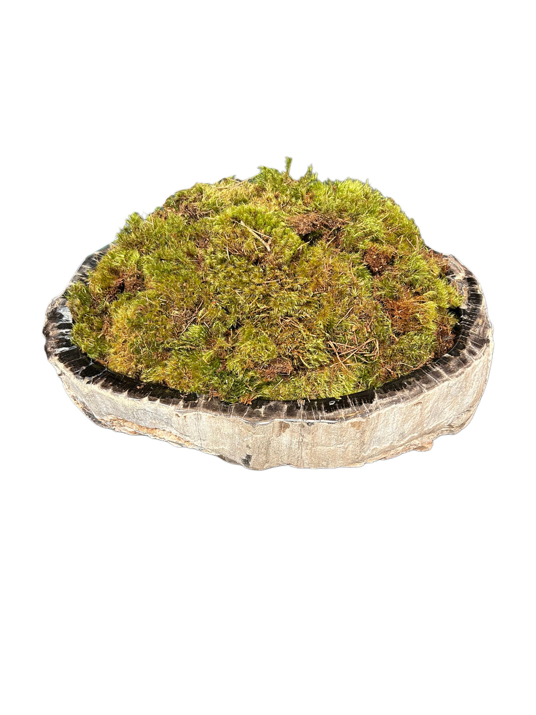 Petrified Wood & Moss Vessel